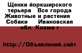 Щенки йоркширского терьера - Все города Животные и растения » Собаки   . Ивановская обл.,Кохма г.